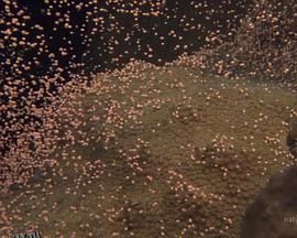 国家地理：大白鲨的长途冒险旅程 海报