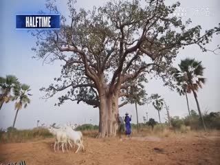 NBA常规赛 森林狼VS爵士 20250301 海报