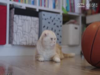 CBA常规赛第8轮 北京北汽VS深圳马可波罗 20231110（寇逸豪、周鹏） 海报