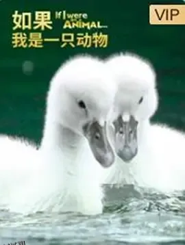如果我是一只动物 海报