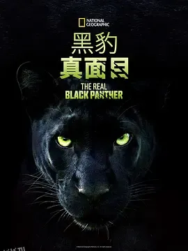 真黑豹无双 海报