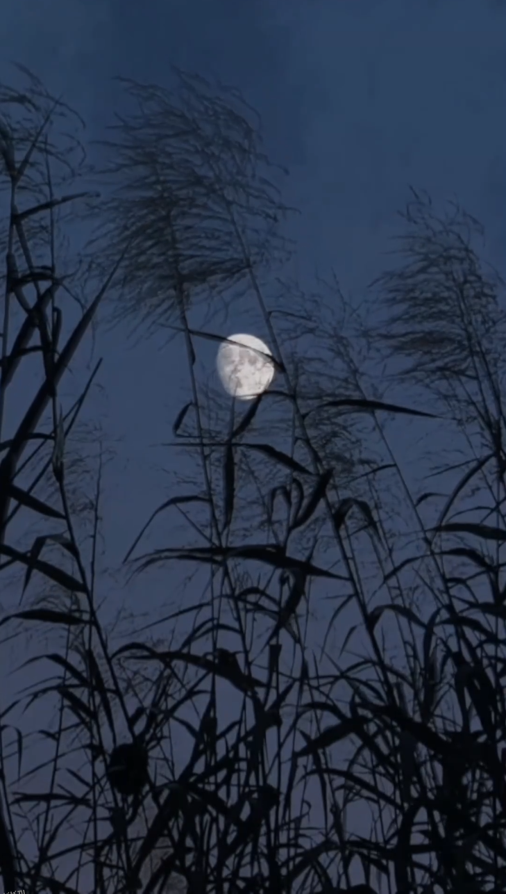 夫人居然不作妖了 海报