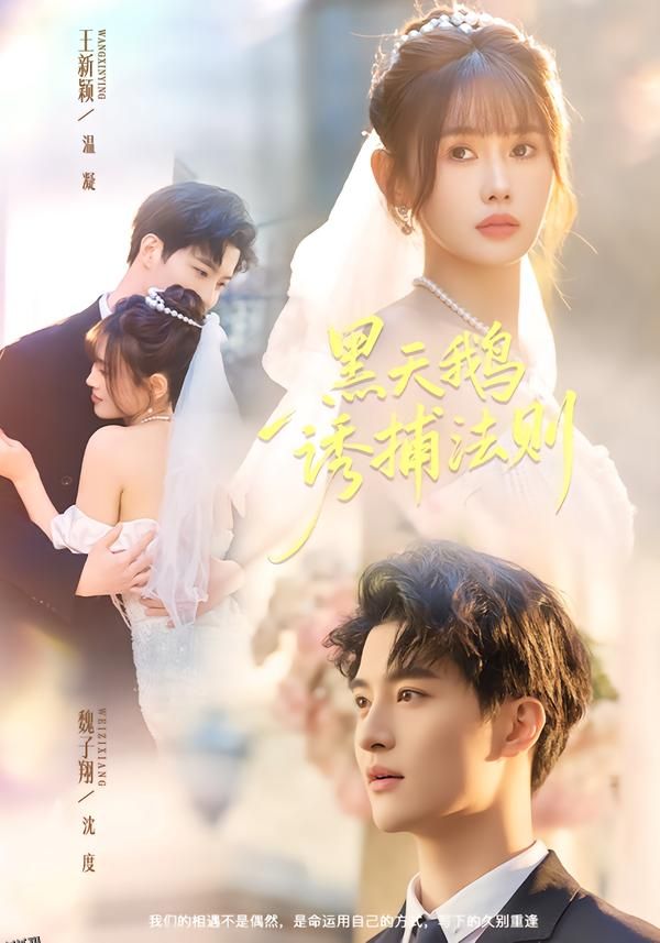 黑天鹅诱捕法册 海报