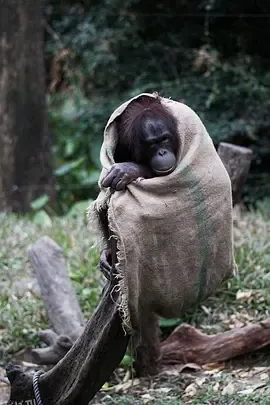 奇趣动物园 海报